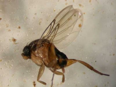 Phorid Fly - Insect ID