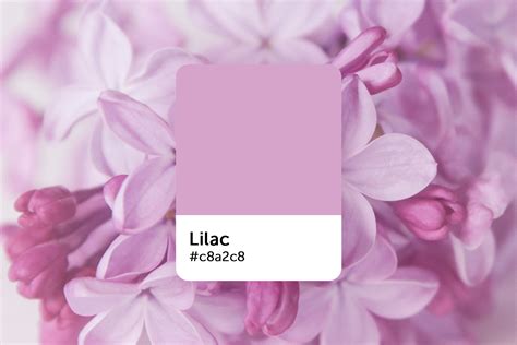 What Color Is Lilac? What It Represents, Palette Ideas, and How to Use ...