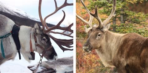 Fun Facts: Reindeer vs. Caribou — Edmonton & Area Land Trust