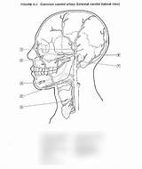 External Carotid Branches  Coloring Page Diagram Quizlet sketch template
