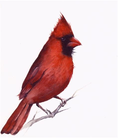 Bird art Cardinal Watercolor Art Print watercolor painting