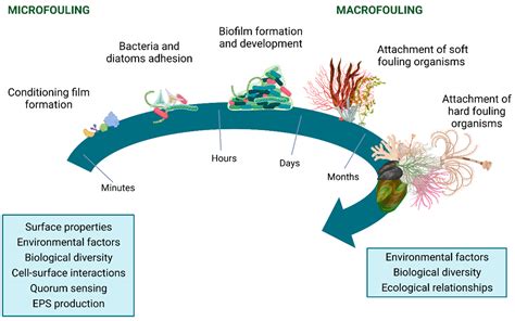 Microorganisms | Free Full-Text | Development of Antifouling Strategies for Marine Applications