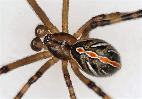 Male Black Widow Spider Pictures - Male Western Black Widow Spider - Latrodectus hesperus ...