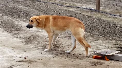 Free photo: Abandoned Dog - Abandoned, City, Dog - Free Download - Jooinn