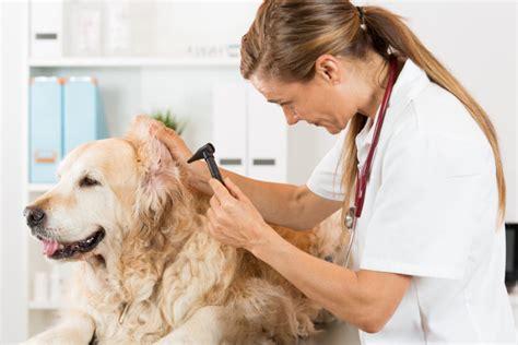 5 Causes of Hearing Loss in Dogs - Paws & Claws Animal Hospital