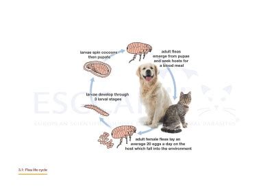 Life Cycles | GL3/MG3: Control of Ectoparasites in Dogs and Cats | ESCCAP