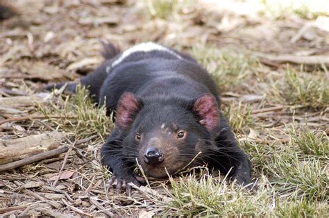 Tasmanian Devils and Devil Facial Tumor Disease (DFTD) - Owlcation