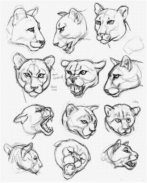 Big cat head studies done in ink - Gary Geraths | Big cats drawing, Sketches, Cats art drawing