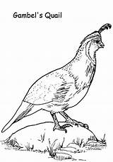 Gambel Quail Coloring Page  Color Luna Pages To Print sketch template