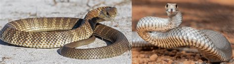 19 COMMON Snakes Found in Queensland! (2024) - Bird Watching HQ