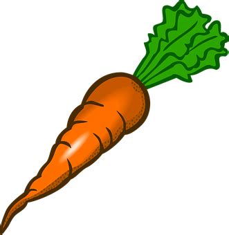 Carrot Vegetable Food - Free vector graphic on Pixabay