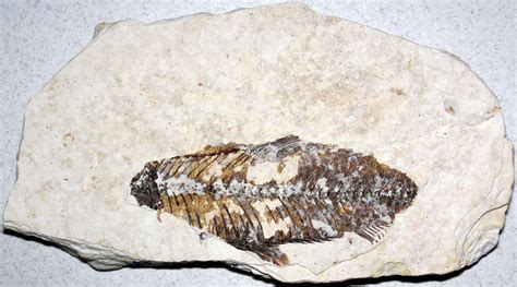 Fossil fish (Fossil Butte Member, Green River Formation, L… | Flickr