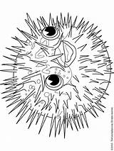 Porcupine Puffer Fish Coloring Page Pages sketch template