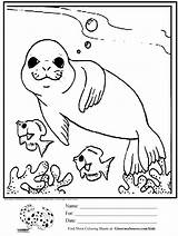 Baby Seal Coloring Pages  Home sketch template
