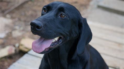 Black Labrador Retriever for Sale | Chocolate lab hunting puppies for sale | Bailiwick Retrievers