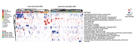 C. elegans aging atlas | Calico research