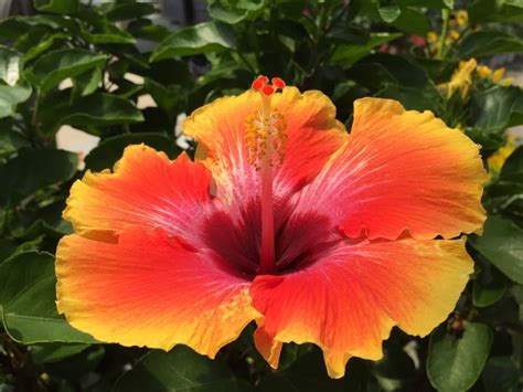 How To Take Care Of Hibiscus Plants Indoors - devenne