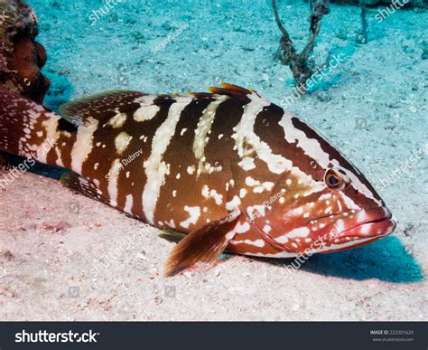 Nassau Grouper Epinephelus Striatus Stock Photo 223301620 | Shutterstock