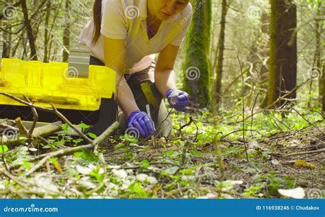 Scientist Ecologist in the Forest Taking Samples of Plants Stock Photo - Image of needles, hand ...