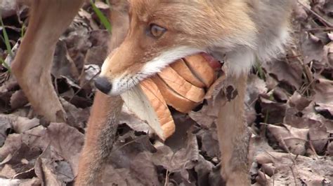 Chernobyl Fox Makes a Six-Layer Sandwich