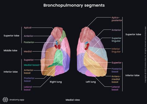 Bronchopulmonary Segments