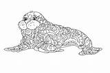 30  Walrus Coloring Pages Free Printable PDF JPG PNG & Online sketch template