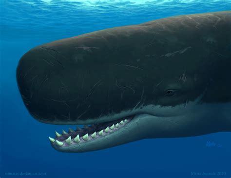 Sperm whales are wacky, weird, and wonderful! Here’s why… - National Marine Aquarium