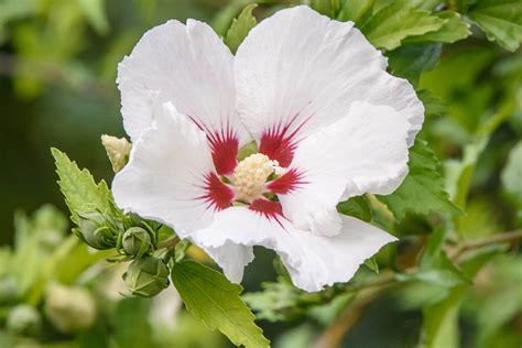 A guide to successfully pruning hibiscus plants. — Lovelawns