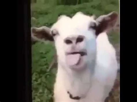 Funny Goat Noises - YouTube