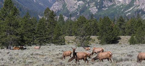 Grand Teton National Park Wildlife - National Park Photographer