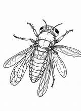 The Fun Cicada Coloring Page  Free Printable Pages sketch template
