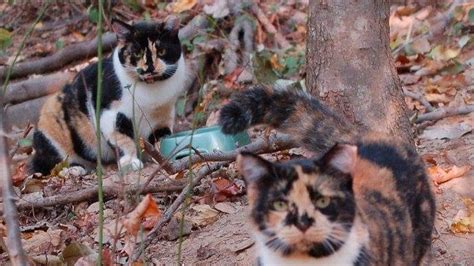 Petition · Save Rosebud Cat Colony in Damascus, MD - United States · Change.org