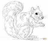 Free Printable Squirrel Coloring Pages For Kids Animal Place Sketch  sketch template