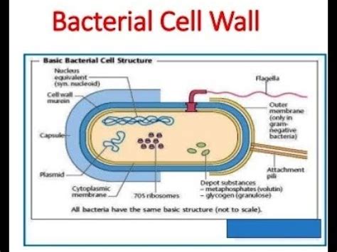 Microbiology of Bacterial Cell Wall - YouTube