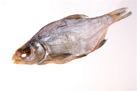 Free photo: Dry fish - Animal, Salty, Organic - Free Download - Jooinn