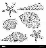 Patterns Seashell Sea Shell Coloring Shells Beach Conchiglia Pages  sketch template