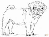 Pug coloring pages To Download And Print For Free sketch template