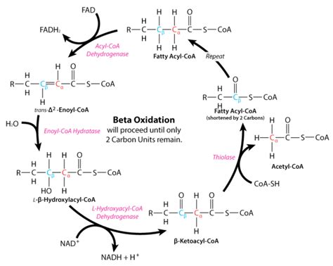 Beta Oxidation