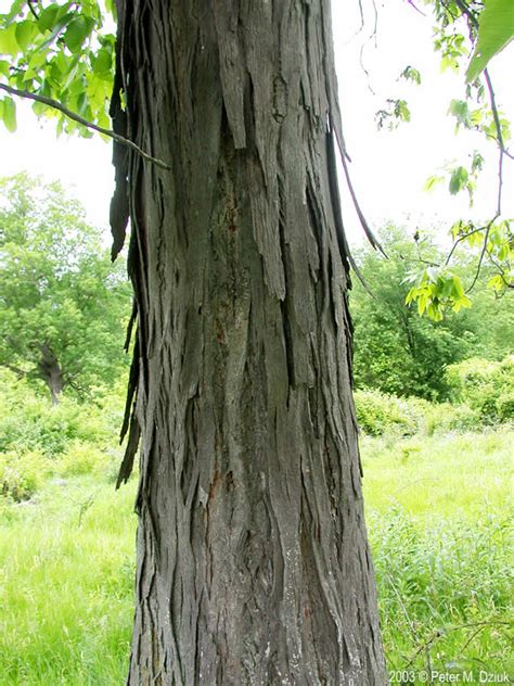 Carya ovata (Shagbark Hickory): Minnesota Wildflowers