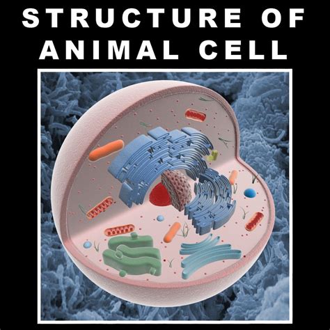 Animal Cell Structure 3D Model in Anatomy 3DExport