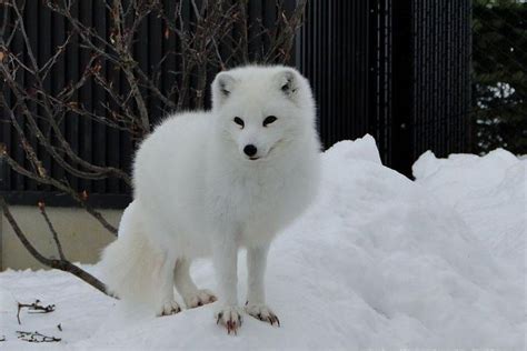 2023 Asahiyama Zoo Day Trip in Winter!