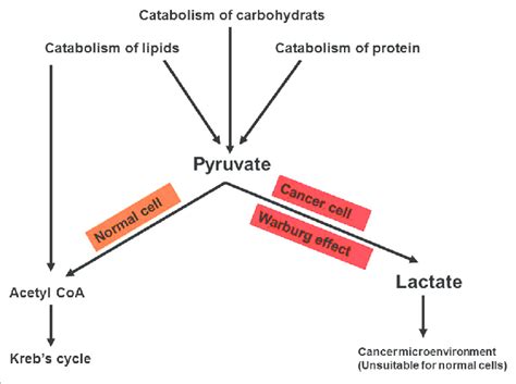 Fate of pyruvate in cancer cells versus normal cells. Pyruvate is the... | Download Scientific ...