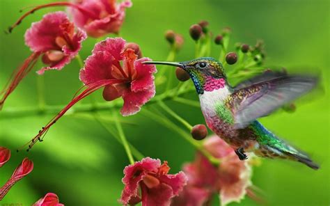 Colibri Wallpaper HD Download