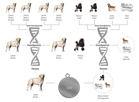 Would you like to unlock the secrets of your dog's DNA? - Active Pet