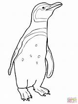 Adelie Penguin Coloring Page  Home sketch template