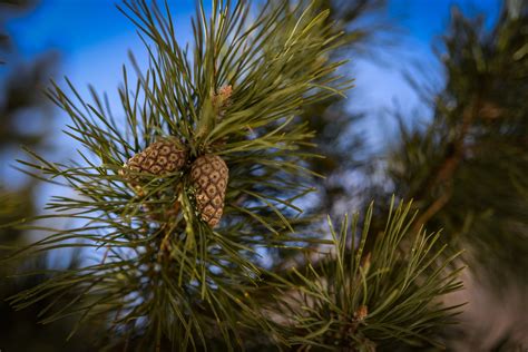 Free Pine tree Stock Photo - FreeImages.com