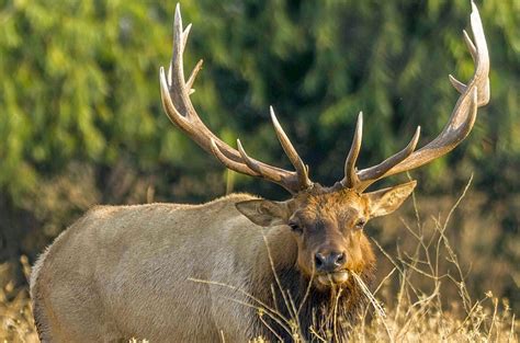 11 Facts About Antlers – Fish and Wildlife Service News – Medium