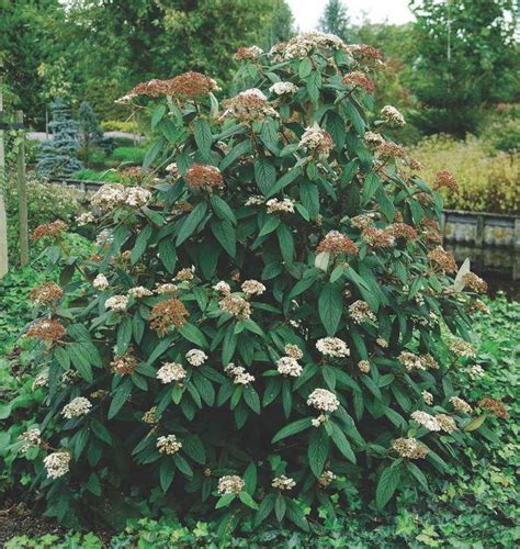 Viburnum rhytidophyllumLeatherleaf Viburnum @ DMF Gardens