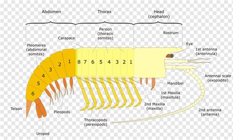 Malacostraca Body plan Maxilla Human body Anatomy, General, angle, crustacean, text png | PNGWing