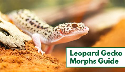 35 Awesome Leopard Gecko Morphs (With Pictures): The Complete Guide